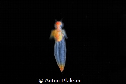 Beautiful sea nudibranch Clione limacina (or Sea Angel). by Anton Plaksin 